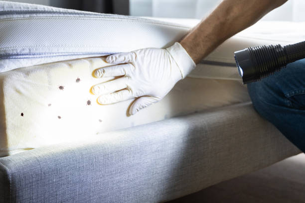 Best Local Pest Control Services  in Congers, NY