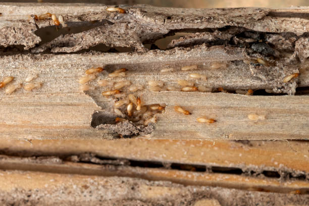 Best Wildlife Control Services  in Congers, NY
