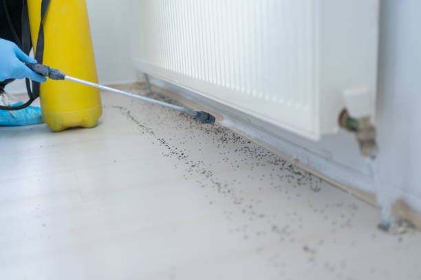 Best Termite Control Services  in Congers, NY