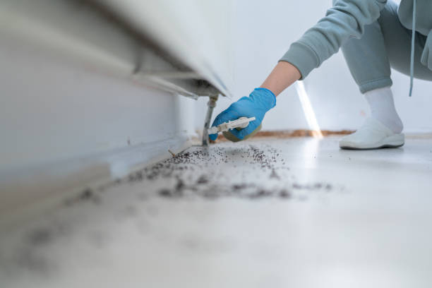 Best Flea Control Services  in Congers, NY